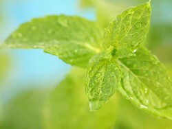 fresh mint Stock Footage