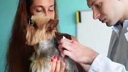 A veterinarian inspects a little dog Stock Footage