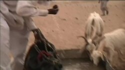 Thousands at risk of starvation as drought devastates parts of Chad News Clip