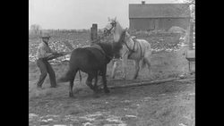 Cowboys tame wild horses in Canada in 1933 News Clip