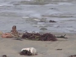 Sparrows on the beach - HD 30F Stock Footage