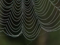 CU Dew on spider web at dawn / Tweed, Ontaria, Canada Stock Footage