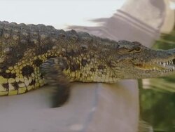 Crocodile sits on grass with open mouth; baring sharp teeth. Stock Footage