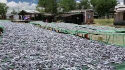 Fish caught in Lake Malawi, on drying racks at Cape Maclear, Malawi, Africa. Stock Footage