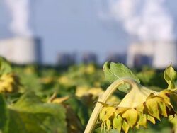 Dead sunflower field with coal-fired power plant in the background Stock Footage