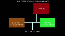 Biological Classification - The Three Domains of Living Things Instructional Video