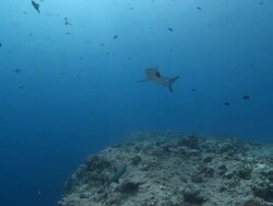 MS TS Grey reef shark swimming in blue / Palau, Micronesia, Palau  Stock Footage