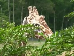 Giraffe Stock Footage