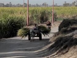 BOY WITH DONKEY AND CART CARRYING SUGAR CANE Stock Footage