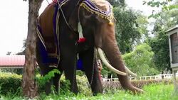 Elephant Eating Stock Footage