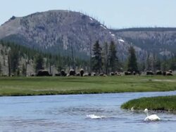 Swans in Firehole River Yellowstone NP Stock Footage