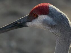 Close-up of Sandhill Crane clearing showing beak, orange eyes and red crown. Stock Footage