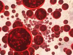 Flowing red blood cells Stock Footage