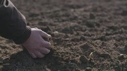 Farmer hands holding and pouring back organic soil. Soil, Agriculture, Sunlight. Stock Footage