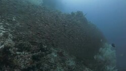 School Slender Silverside moving in unison to confuse predators Stock Footage