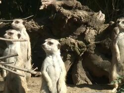 HD: Meerkat Family Sits Up, Watches for Danger Stock Footage