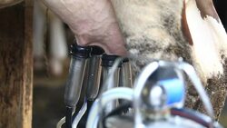 man milk equipment cow Stock Footage