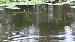 Australasian Grebe Tachybaptus novaehollandiae Swimming Among Water Grasses Stock Footage