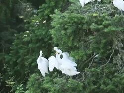 Cattle Egret Stock Footage