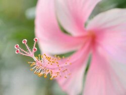 Pink Hibiscus Stock Footage