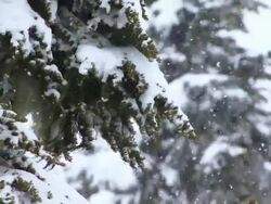 CU Coastal temperate rainforest in winter storm / British Columbia, Canada Stock Footage