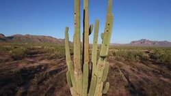 Drone Shots of Cacti in Mesa Arizona News Clip