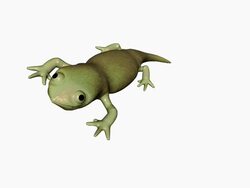 Green Lizard Stock Footage