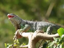 Green Iguana. Stock Footage