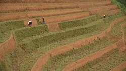 terraced rice field in Mu Chang Chai, Vietnam Stock Footage