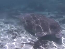Manatee Swimming Stock Footage