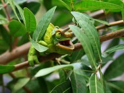 Jackson's Chameleon in Hawaii HD Stock Footage