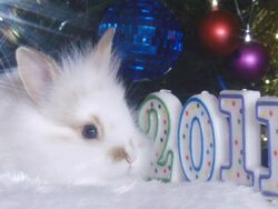 year the white rabbit Stock Footage