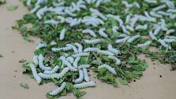 silkworms with leaves on the woven basket Stock Footage