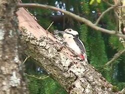 Woodpecker on Oak Tree Branch Stock Footage