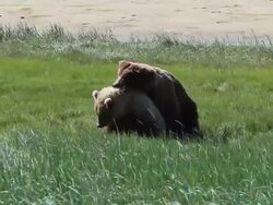 MS Dominant male brown bear copulating with female in estrus / Alaska, United States Stock Footage