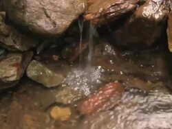 Forest stream Stock Footage