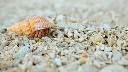 Hermit crab feel safe and walk again Stock Footage