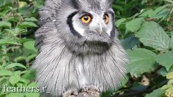 Vocabulary of Birds (subtitles) Instructional Video