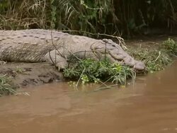 MS POV Crocodile Market crocs in water / Arba Minch Lake Chamo, Ethiopia Stock Footage