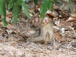 Monkey Stock Footage