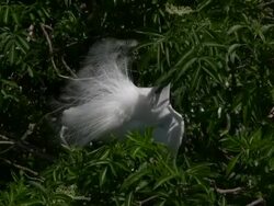 Egret in Love Stock Footage