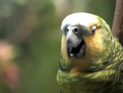 Green Parrot close up Stock Footage