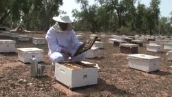 Honey production boosted by government programs News Clip