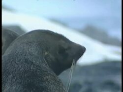 CU group of Antarctic fur seals, Arctocephalus gazella, on rocky ground, Antarctica Stock Footage