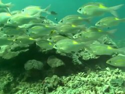 Emperor fish, school swim over reef , Borneo, Malaysia, Southeast Asia Stock Footage