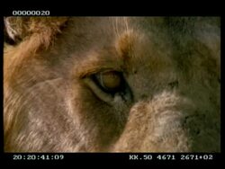 BCU Lion's eyes, flies by eyes Stock Footage