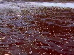 CU Red tide blooming on ocean surface / Guanacaste, Costa Rica Stock Footage