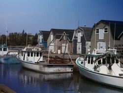 Lobster and Fishing Boats in Prince Edward Island Harbour Stock Footage