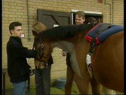 Pregnant horse fitted with pacemaker gives birth to healthy foal News Clip