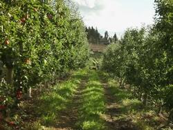 Shrubs apples extending on the plot of an orchard Stock Footage